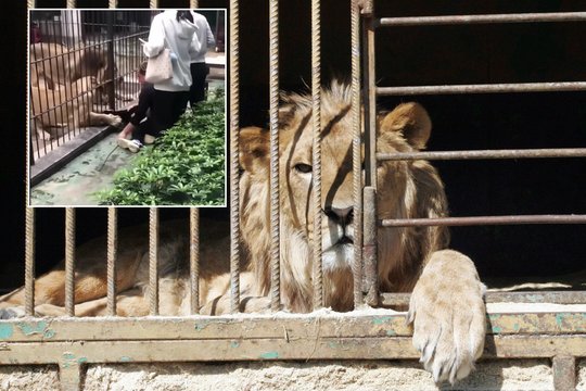 Pramoga virto kraupiu incidentu: zoologijos sode liūtė nučiupo mergaitę
