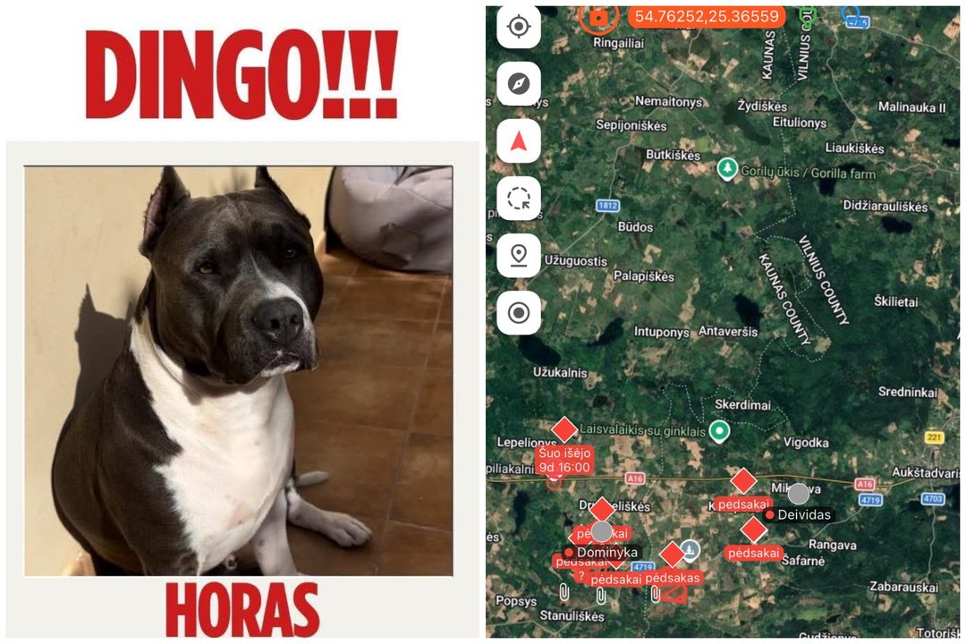 Dingus stafordšyro terjerui – šeimininkų pagalbos šauksmas: už pagalbą žada atlygį