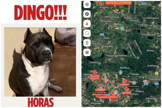 Dingus stafordšyro terjerui – šeimininkų pagalbos šauksmas: už pagalbą žada atlygį