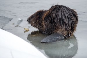 Susidūrę su agresyviu bebru Jonavos ugniagesiai turėjo nutraukti gelbėjimo operaciją