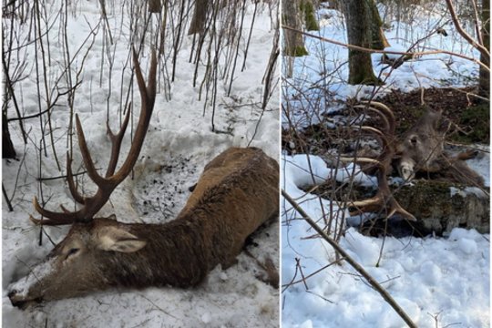 Lietuvos miškuose – šiurpūs radiniai: medžiotojai siunčia perspėjimą