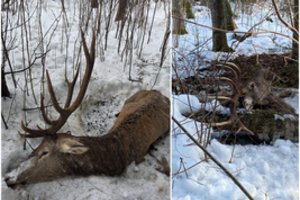 Lietuvos miškuose – šiurpūs radiniai: medžiotojai siunčia perspėjimą