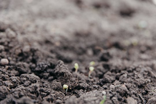 Kada galima pradėti darbus darže: 3 paprasti ženklai, kad dirva jau pasiruošusi