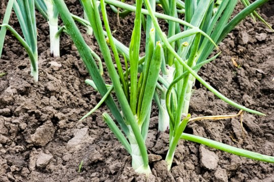 Viena paprasta trąša sezono pradžioje apsaugo lysves nuo ligų: svogūnų laiškai nebegeltonuoja