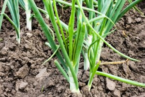 Viena paprasta trąša sezono pradžioje apsaugo lysves nuo ligų: svogūnų laiškai nebegeltonuoja