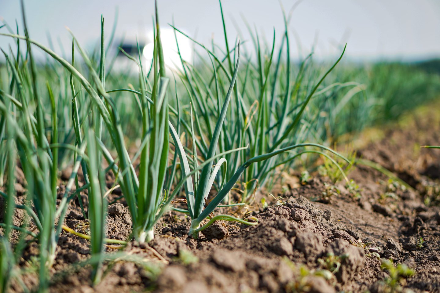 Svogūnams svarbi dirvožemio būklė. Jie netoleruoja stovinčio vandens ir sunkių molingų sluoksnių.<br>123 rf nuotr.
