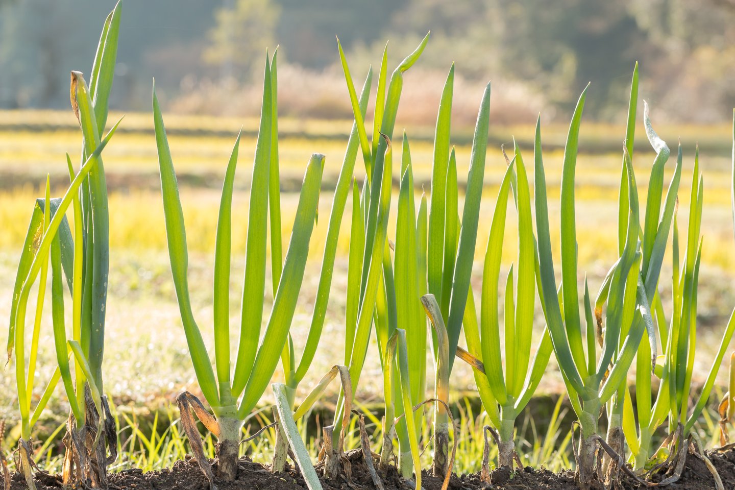 Svogūnams svarbi dirvožemio būklė. Jie netoleruoja stovinčio vandens ir sunkių molingų sluoksnių.<br>123 rf nuotr.