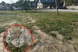 Po žiemos veja atrodo siaubingai: nepanikuokite – susitvarkysite lengviau nei galvojate