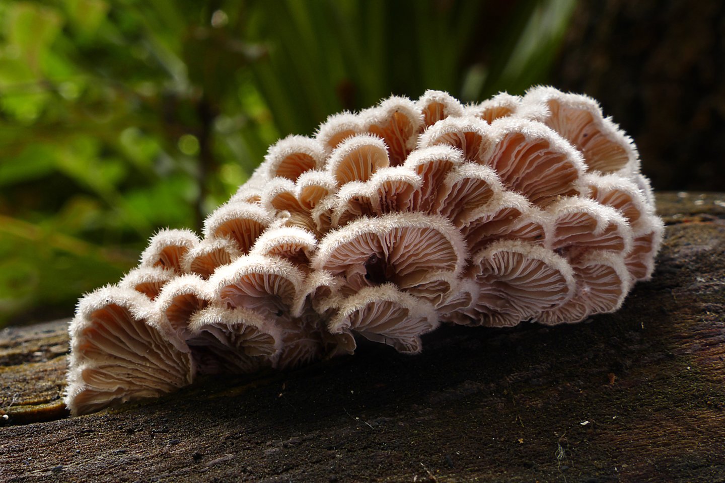 Šiaurės Ispanijos urve gyvenę neandertaliečiai valgė paprastąsias alksniabudes.<br> Wikimedia commons.