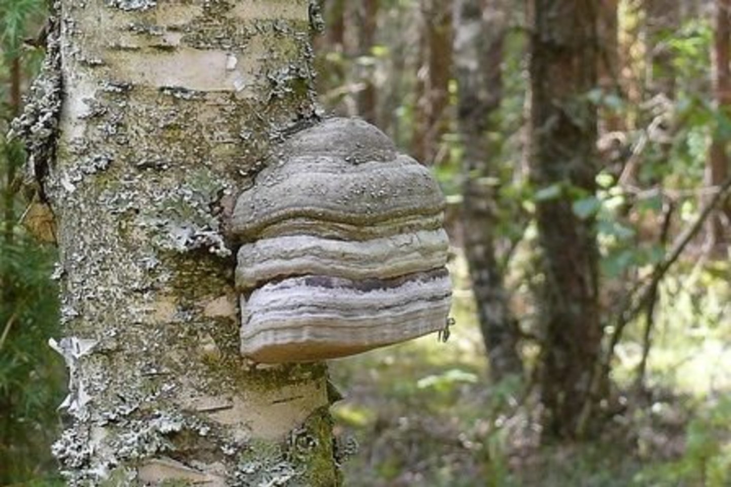 Beržo pintis.<br> Wikimedia commons.