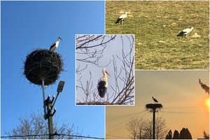 Parskrido! Lietuviai dalijasi pirmųjų šiemet pastebėtų gandrų nuotraukomis