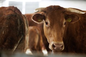 VMVT: ūkininkai galės registruoti ir stebėti ūkinių gyvūnų vakcinacijos duomenis