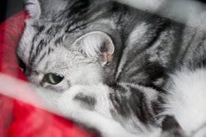 17 jūsų klaidų, kurios gali žeisti katę