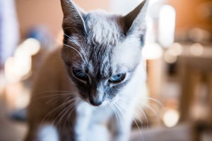 Kaip mato gyvūnai: neįtikėtinos gamtos paslaptys ir spalvos, kurių žmogus nepastebi