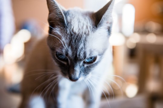 Kaip mato gyvūnai: neįtikėtinos gamtos paslaptys ir spalvos, kurių žmogus nepastebi