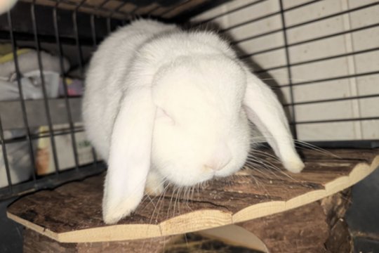 Po daugiabučių balkonais besislepiančią triušytę išgelbėjo nuo baisios lemties