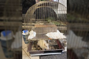 Po šeimininko mirties teko glaustis net seniūnijoje: baltaplaukis žiurkiukas trokšta namų