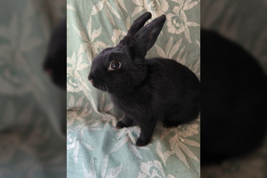 Smalsi ilgaausė – tikras energijos kamuoliukas: bus ne tik augintinė, bet ir kompanionė