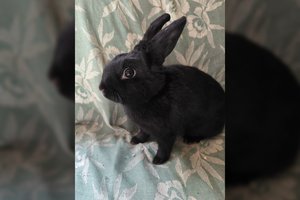 Smalsi ilgaausė – tikras energijos kamuoliukas: bus ne tik augintinė, bet ir kompanionė