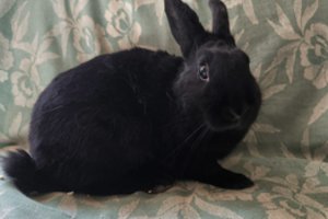 Smalsi, bet atsargi triušė laukia kantraus ir gero žmogaus dėmesio