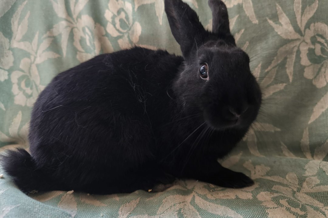 Smalsi, bet atsargi triušė laukia kantraus ir gero žmogaus dėmesio