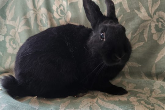 Smalsi, bet atsargi triušė laukia kantraus ir gero žmogaus dėmesio