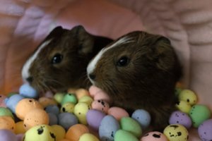 Jūrų kiaulytė ir 2 broliukai ieško vienų namų: įspėja – gali būti gana „kalbūs“