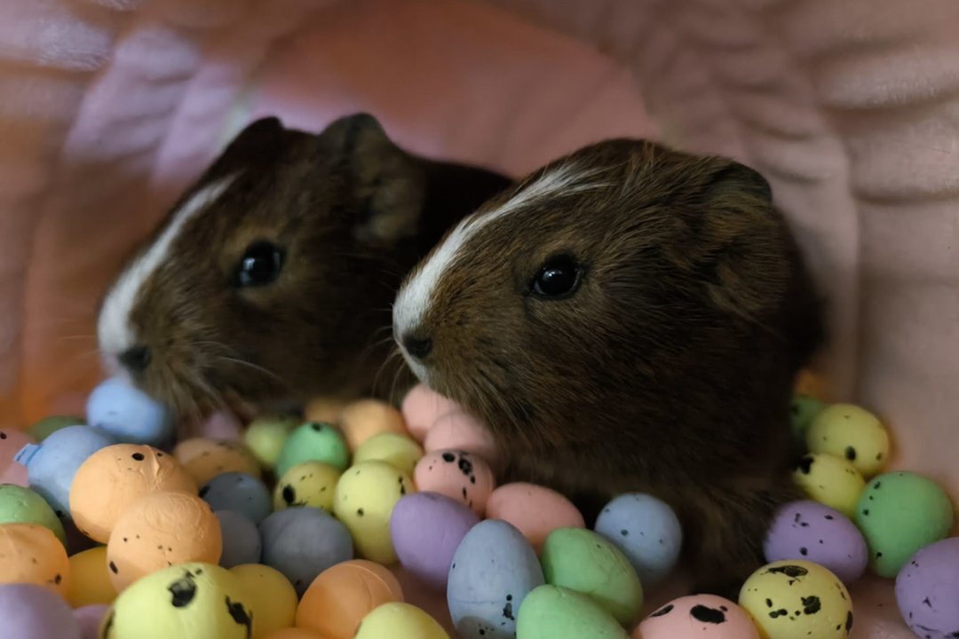 Jūrų kiaulytė ir 2 broliukai ieško vienų namų: įspėja – gali būti gana „kalbūs“