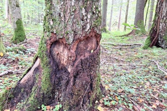 Nauji duomenys iš Lietuvos miškų: daugiausiai gyvybės slypi ten, kur jos mažiausiai tikimasi