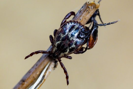 Erkės jau aktyvios: jų galima sutikti net miesto parkuose ar prie namų