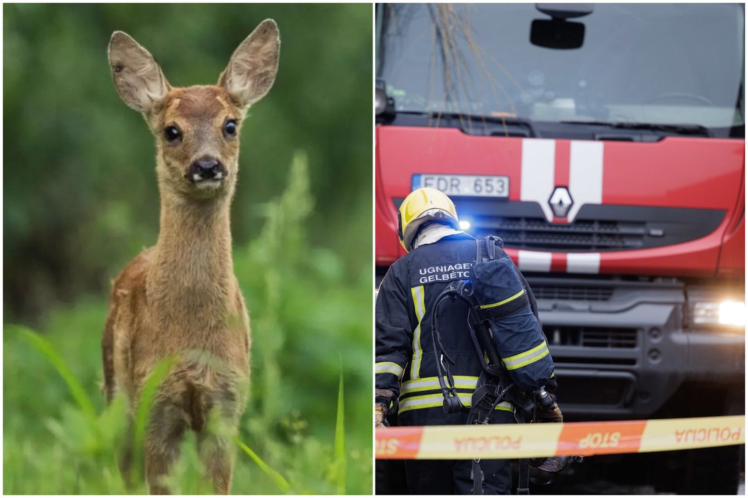 Tragiškas laukinio gyvūno likimas: ugniagesiai atskubėjo per vėlai
