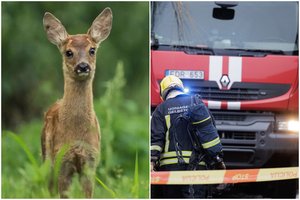 Tragiškas laukinio gyvūno likimas: ugniagesiai atskubėjo per vėlai