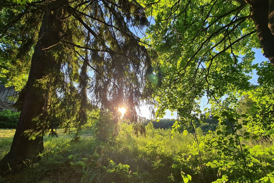 Žalioji invazija: kaip augalai išlipo iš vandens ir pakeitė mūsų pasaulį