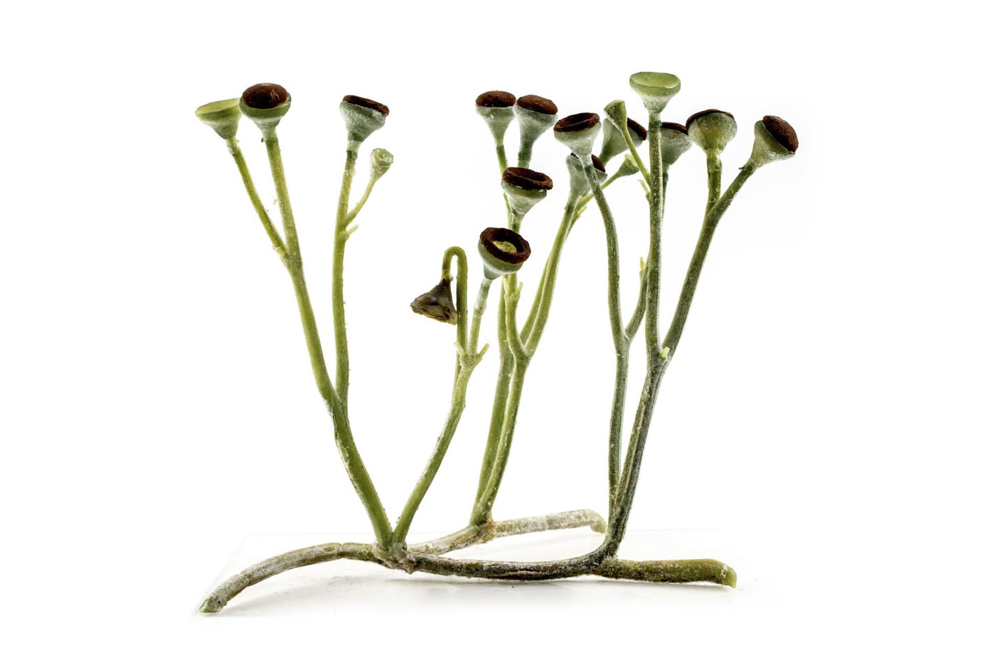 Kuksonijos rekonstrukcija.<br> Wikimedia commons.