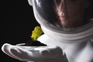 Avinžirniai Mėnulyje: mokslininkai rado receptą, kaip mirtinas dulkas paversti derlinga žeme