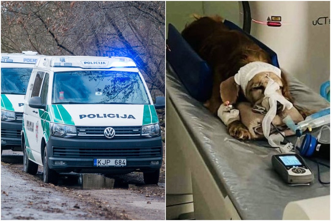 Nuosprendis Gauso kankintojams: po 12 smūgių kastuvu šuo buvo užkastas gyvas po žeme