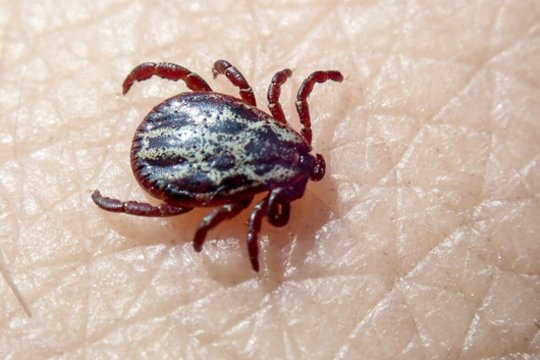 Pranešė, kaip lietuviškos erkės atlaikė šaltą žiemą – kur jau galima užsikrėsti?