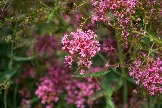 Sodus užkariauja naujas įspūdingas krūmas – žydi visą vasarą ir iki pat šalnų