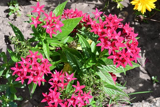 Sodus užkariauja naujas įspūdingas krūmas – žydi visą vasarą ir iki pat šalnų