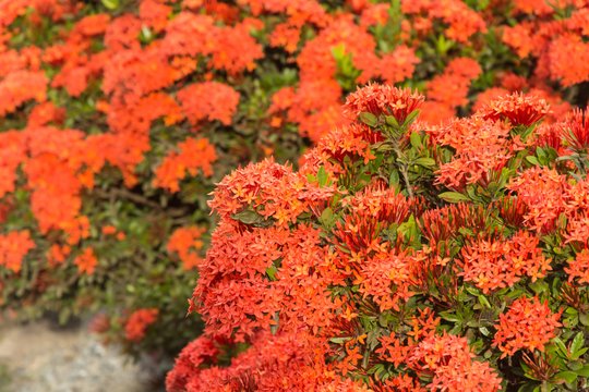 Sodus užkariauja naujas įspūdingas krūmas – žydi visą vasarą ir iki pat šalnų