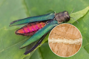 Pavojingam kenkėjui artėjant Lietuvos sienos link – specialistų įspėjimas: vienas dalykas itin svarbu