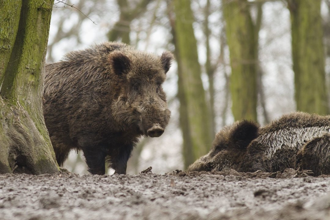 Senovinis paveikslas ryškėja: kur šiandien banguoja jūra, kadaise ošė ąžuolai ir kriuksėjo šernai