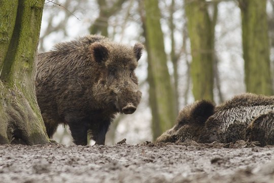 Senovinis paveikslas ryškėja: kur šiandien banguoja jūra, kadaise ošė ąžuolai ir kriuksėjo šernai