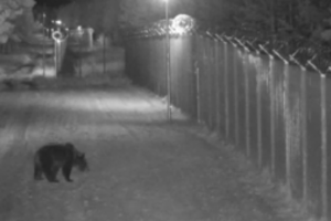 Pasieniečių kamerose – netikėtas svečias: užfiksavo pasienyje vaikštinėjančią mešką