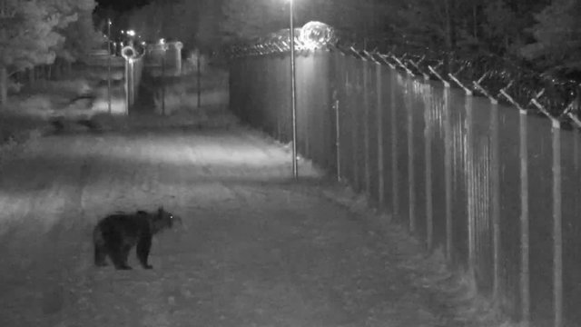 VSAT užfiksavo lepečkojės pasivaikščiojimus: ne sykį atšleivojo prie sienos su Lietuva 