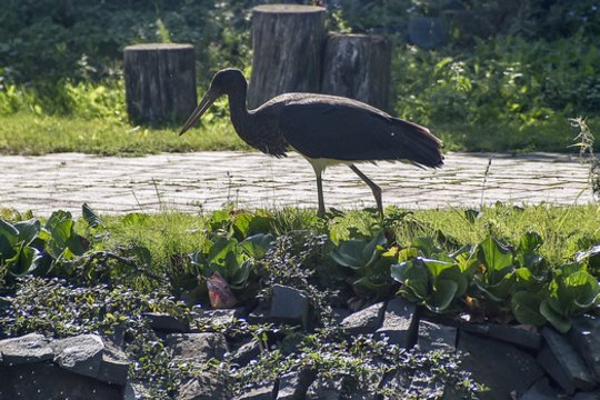 Nežiūri, kas vyksta, – saugo tuščius lizdus, o į mišką greta jų negalima nė kojos įkelti