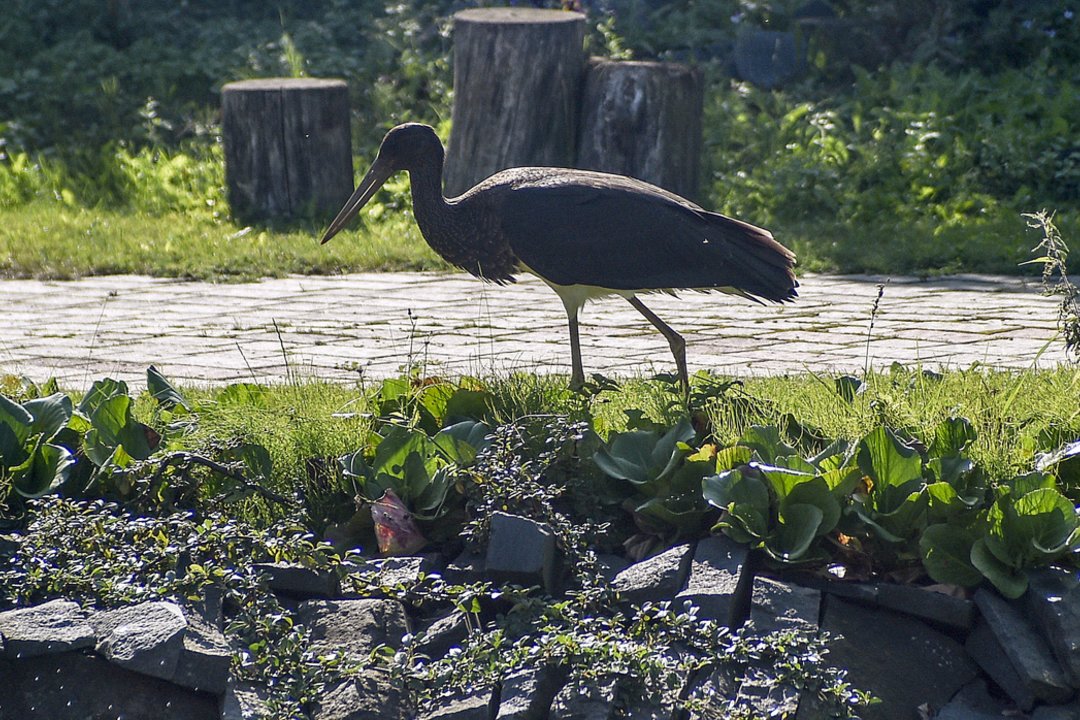 Nežiūri, kas vyksta, – saugo tuščius lizdus, o į mišką greta jų negalima nė kojos įkelti