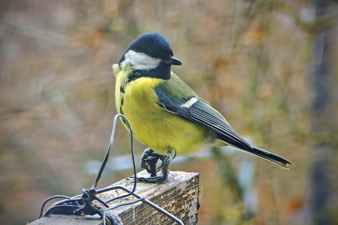 Madingi hitai ir pasenusi klasika: kaip zylės diktuoja savo muzikos madas