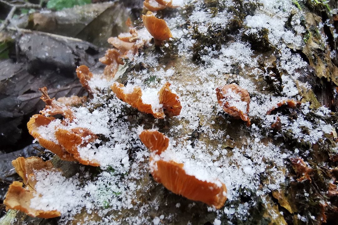 Vertina galimybes orų keitimui pasitelkti grybus