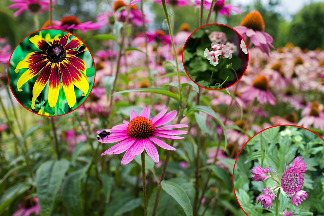 Pavasarį į gėlyną pirmiausia keliauja šie 5 daugiamečiai augalai: nebijo ankstyvo sodinimo